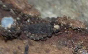 Aradidae: Aradus sp. di Ostia